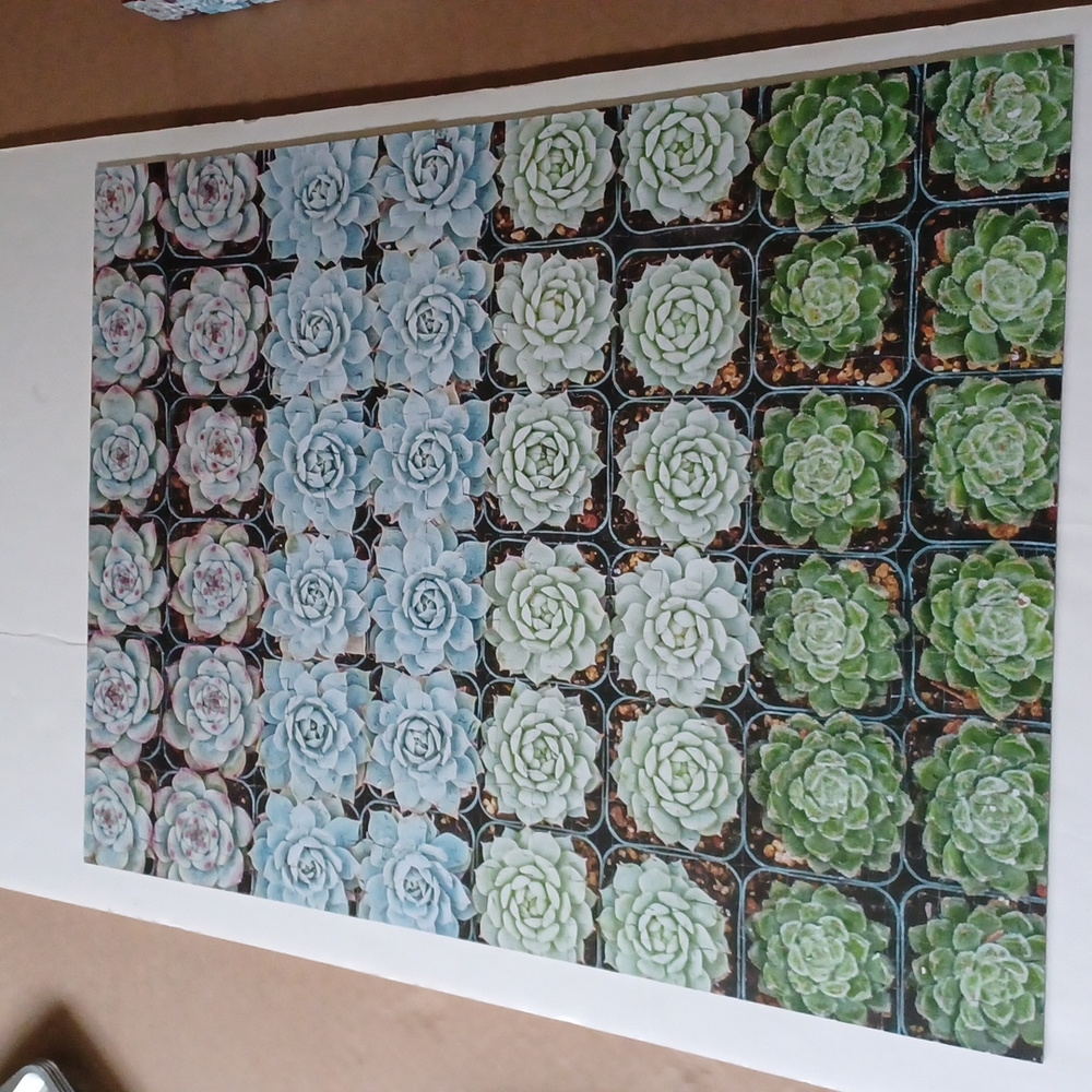 🧩 Succulent Garden Double sided 500 piece puzzle - Picture 5 of 6